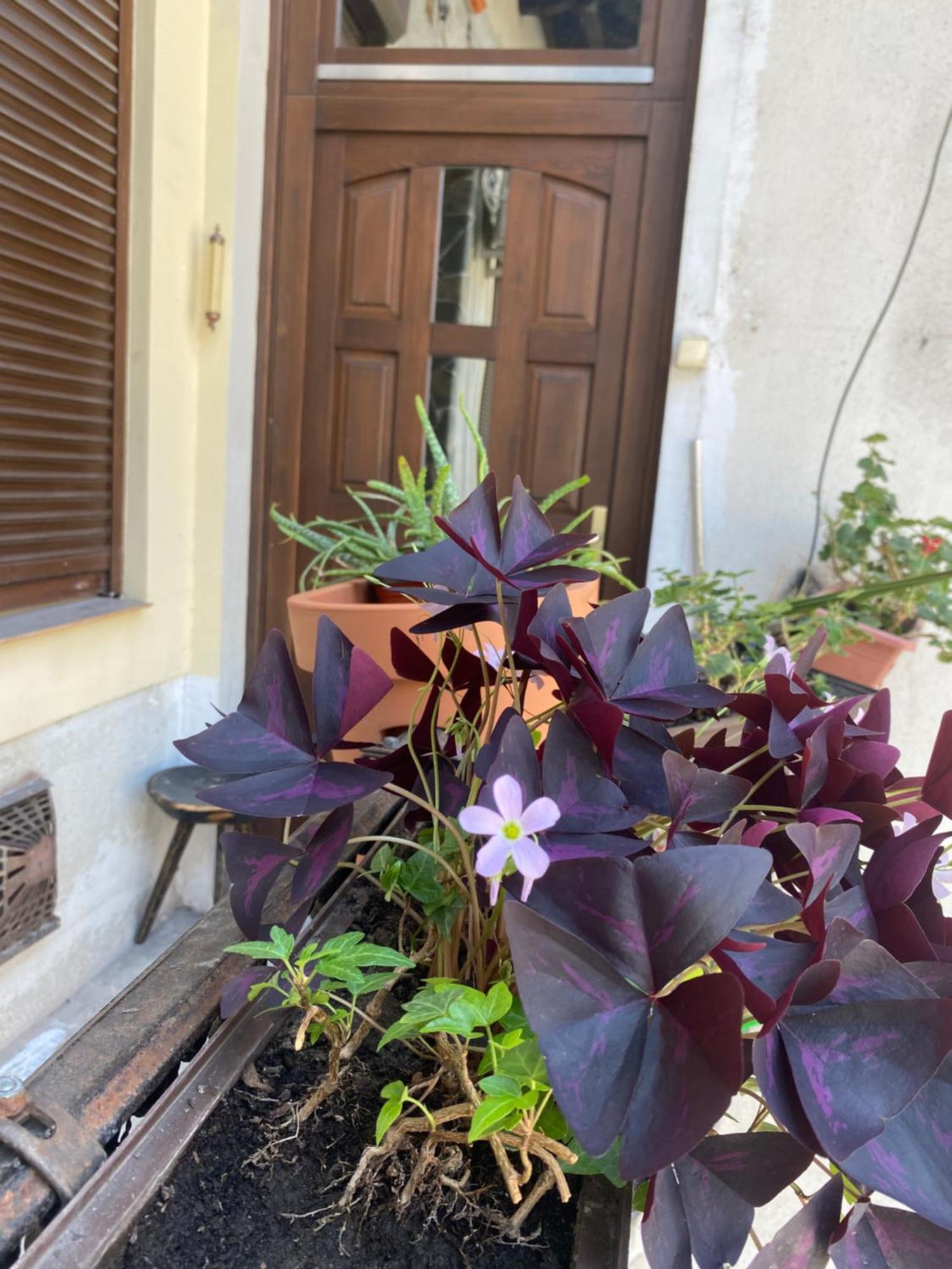 Budapest Oasis One Bedroom For Renting 外观 照片